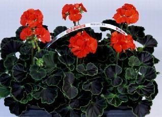 Geranium Zonal Black Velvet Series Red Seeds Pase Seed  