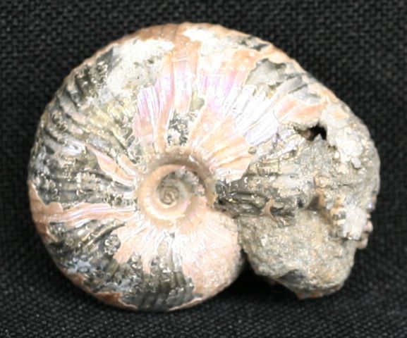 these ammonites lived between 164 7 and 161 2 million years ago and 