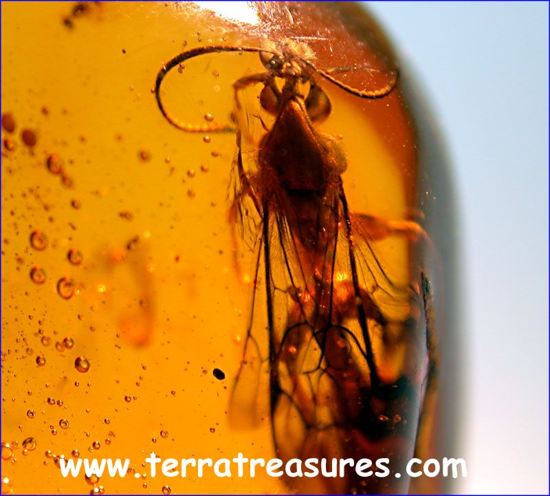 A101 DR7811 SuperbGiant Ichneumon Wasp Dominican Amber  