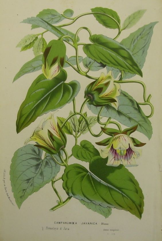 The Art of the Garden Collecting Antique Botanical Prints Author 