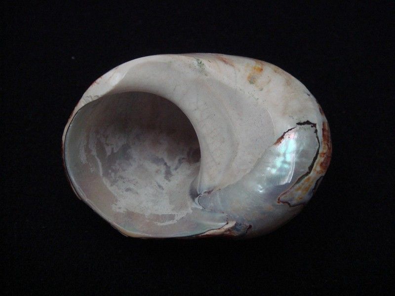 SOUTH AFRICAN TURBAN POLISHED SEA SHELL 2 #T 137  