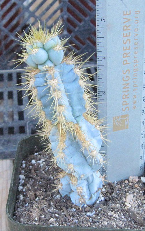 Pilosocereus cv. Stacker Blue Monstrose Columnar Cactus  