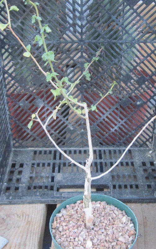 Commiphora wightii Thicken Trunk and Branches Bonsai  