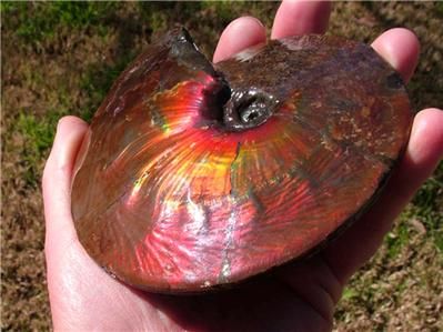 VENTA 5.5 de FOSSIL de la AMONITA de Placenticeras Meeki AMMOLITE