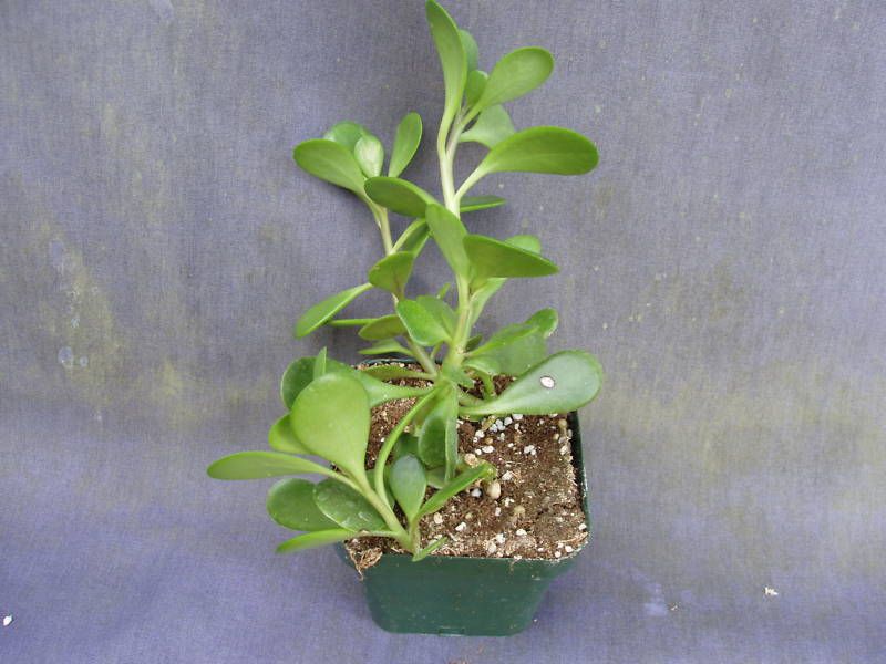 TRAILING JADE PLANT, CRASSULA SP. TWO ROOTED PLANTS SHIPPED IN 4 POT 
