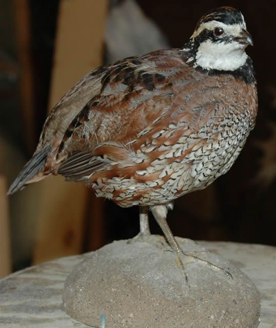 Flying Pheasants , Full Mount #11036  