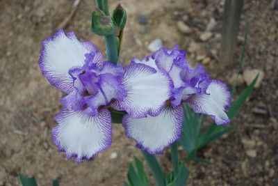 Autumn Circus Tall Bearded Iris Re blooming  