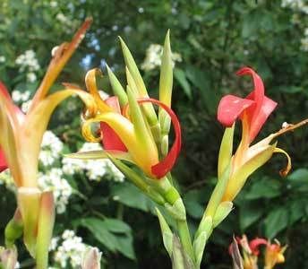 Canna indica Indian Shot 5 seeds  