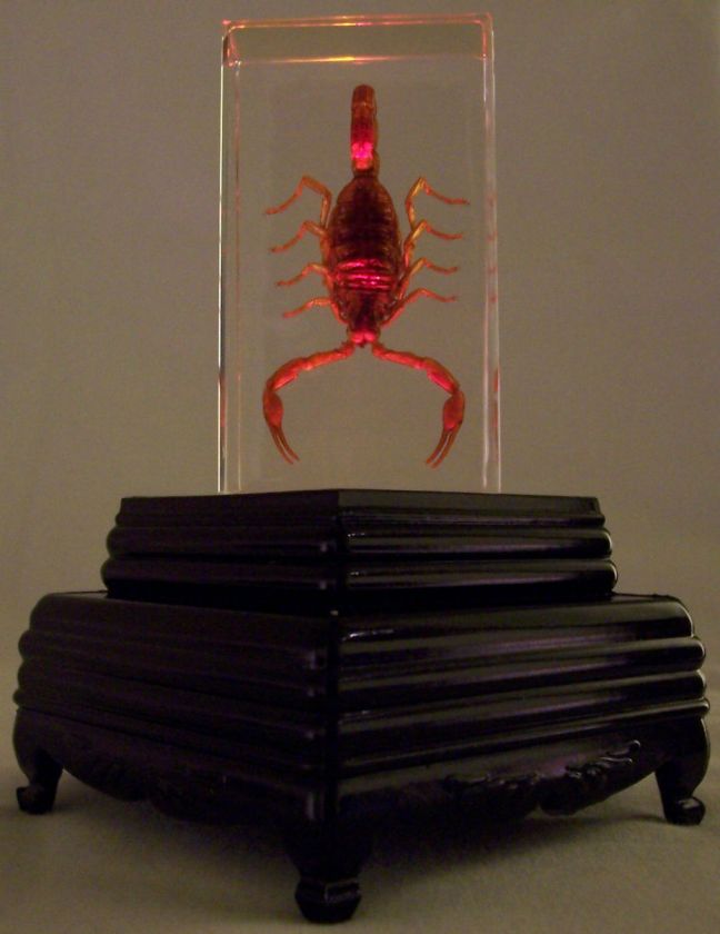 REAL Golden Scorpion on LED Multi Color Light Stand Base   Gift Set 