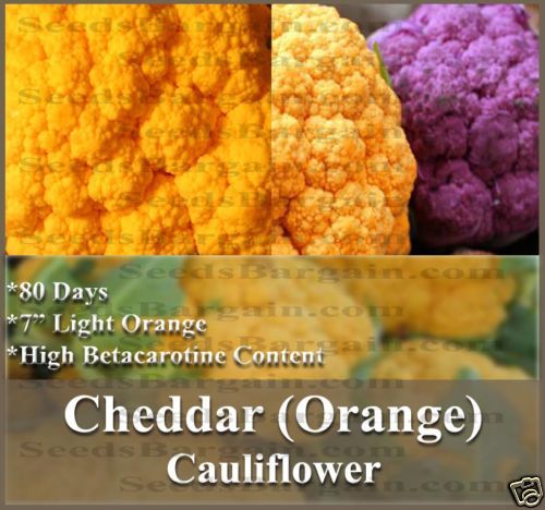 Cauliflower seeds   CHEDDAR   ORANGE HEAD   RARE L@@K~~  