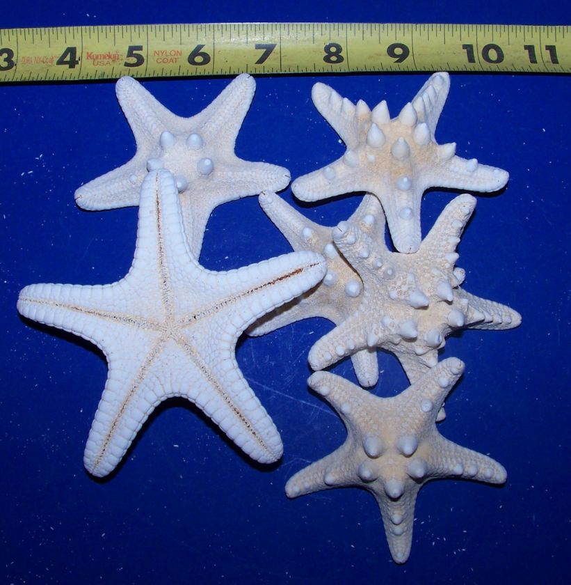   Bleached REAL KNOBBY STARFISH SEASHELLS WEDDINGS CRAFTS 3+ UNDER 4