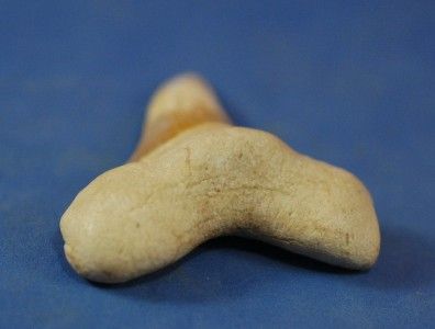 CARCHAROCLES SOKOLOWI SHARK TOOTH FOSSIL   MOROCCO #4  