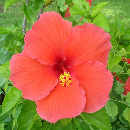 Hibscus rosa sinensis BLOOMING TROPICAL HIBISCUS PLANTS  