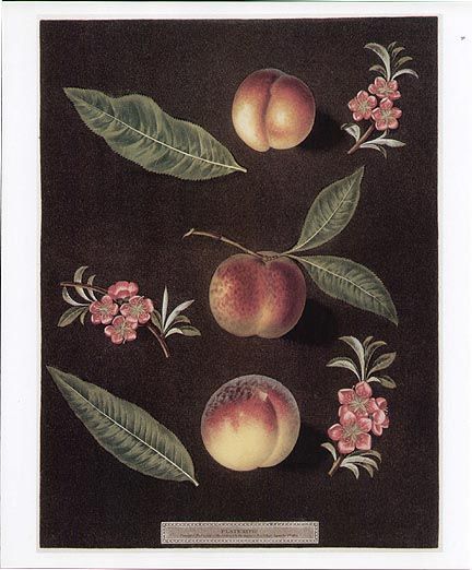 GEORGE BROOKSHAW botanical print PEACHES with blossoms  