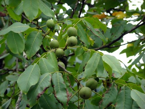   , Juglans regia “Carpathian”, Seeds, (Edible Nuts, Hardy)  