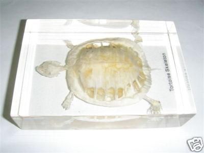 Animal Skeleton   Red eared Slider Turtle (in Lucite)  