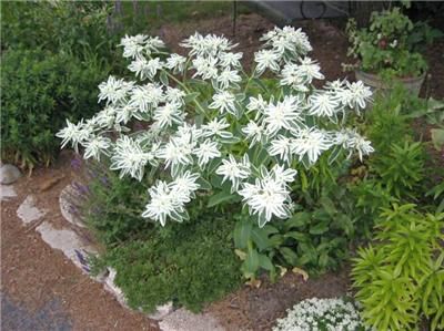 Euphorbia marginata Kilimanjaro Seeds ES135  