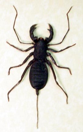 WHIP SCORPION LARGE FALSE STINGER REAL INSECTS 2254  